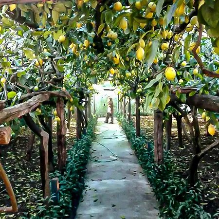 Limoneto Di Anna Villa Maiori Ngoại thất bức ảnh