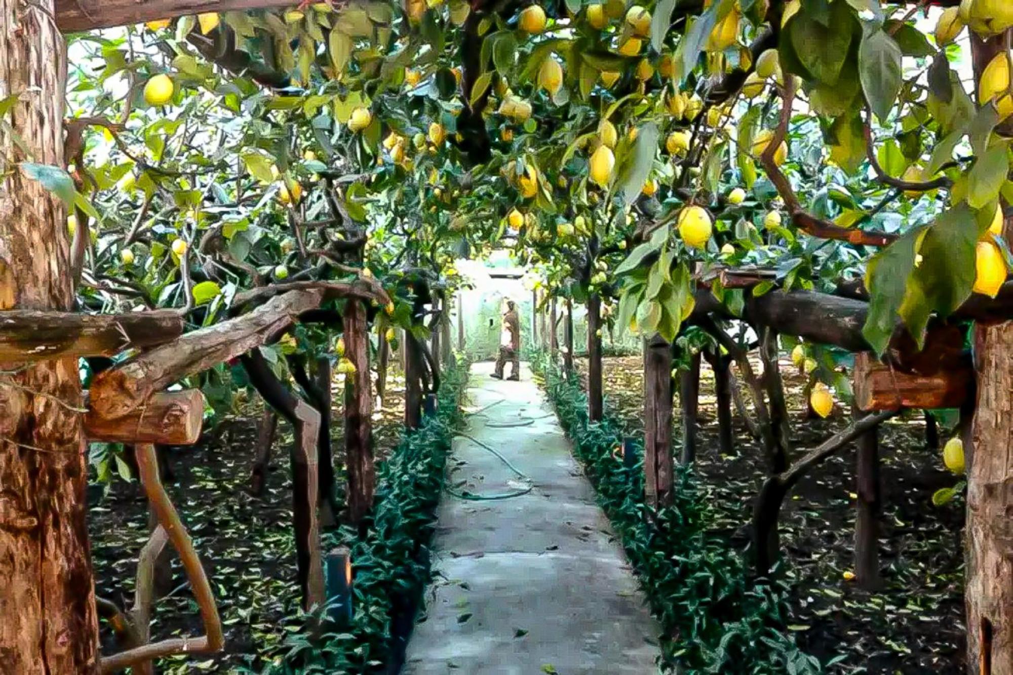 Limoneto Di Anna Villa Maiori Ngoại thất bức ảnh